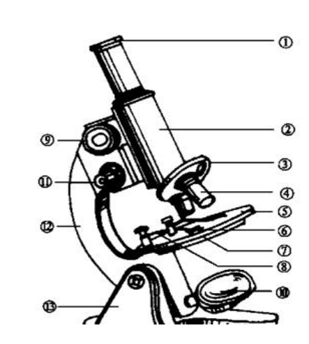 顯微鏡結(jié)構(gòu)組成